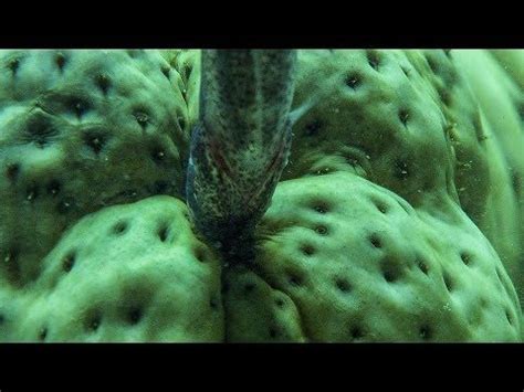 Pearlfish's Gross Hiding Spot .